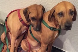 Alle Jahre wieder knallt und blitzt es – Hilfe für den Hund mit Geräuschangst