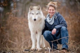 Der Einfluss der Domestikation auf das Verhalten der Hunde