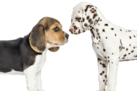 Die ersten Tage eines Welpen - manchmal eine Herausforderung