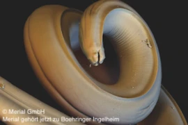 Larve Hundspulwurm_300x200.jpg