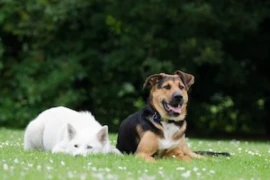 Hunde auf Wiese_300x200.jpg