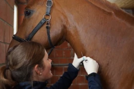 Blutbilder beim Pferd - verstehen und lesen