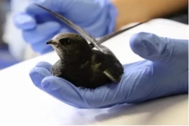 Hilfsbedürftiges Wildtier gefunden – was nun?