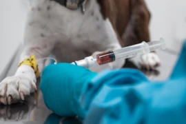 Tumorerkrankungen bei Hund und Katze und wie wir diese besiegen können