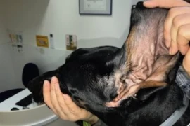 Ohrprobleme bei Hund und Katze