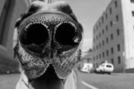 Die Canine infektiöse Tracheobronchitis beim Hund