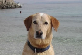 Urlaub mit Hund - Was hilft bei Blaualgen, Leishmaniose, Wasserrute usw.?