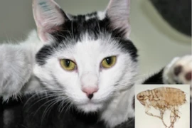 Flöhe gibt es auch im Winter – So wird Ihre Katze die Plagegeister los