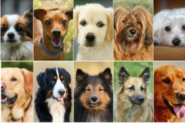 Dog Bites and Breed-specific Legislation