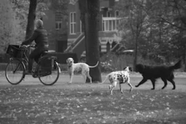 Infektionskrankheiten beim Hund