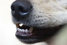 Zahnheilkunde bei Hund und Katze