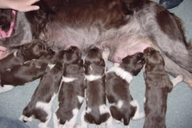 Hündin nimmt nicht auf – woran kann es liegen?