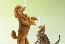 Diabetes bei Hund und Katze ist kein Zuckerschlecken, aber auch keine Katastrophe