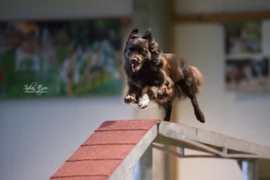 Die Top 3 der Sportverletzungen beim Hund - von der Diagnose zur Therapie