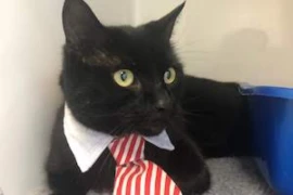 Managing the Diabetic Pet