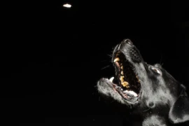 Vergiftungen beim Hund