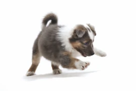 Gut geschützt in die neue Familie: Worauf aus medizinischer Sicht bei der Welpenabgabe zu achten ist