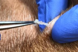 Reisekrankheiten und Reiseprophylaxe beim Kleintier