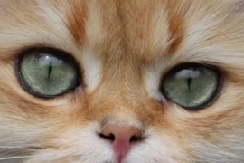 Autsch - das ist ins Auge gegangen!