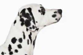 Parvo, Staupe, Lepto und Co. – So schützt Impfen Ihren Hund