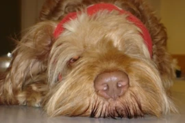 Erste Hilfe bei Hund und Katze: Tipps und Tricks im Notfall