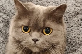 Gestresste Katzen – wenn unser Lebensstil den Stubentiger krank macht