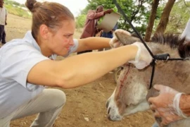 Erste Hilfe beim Pferd