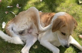 Juckreiz beim Hund - froh hüpft der Floh und andere Ursachen