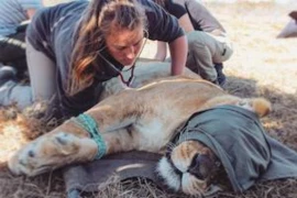 Volontieren und Influencing