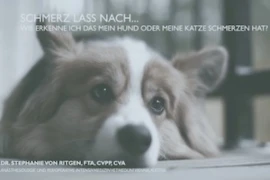 Schmerz lass nach... wie erkenne ich, ob mein Hund oder meine Katze Schmerzen hat?