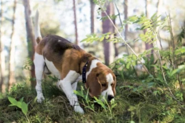 Borreliose beim Hund – Was steckt dahinter?