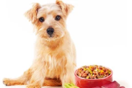 BARF - aktueller Stand der Wissenschaft