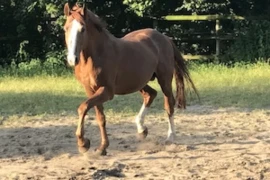 Das lahme Pferd - eine Osteopathin klärt auf