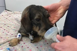 Mein Tier braucht eine Narkose