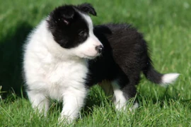 Ein Welpe kommt ins Haus – Gesundheitsvorsorge durch Impfen und Entwurmen mit Verstand