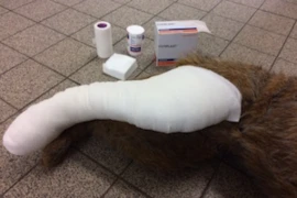 Erste Hilfe beim Kleintier