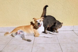 Infectious Diseases in Dog and Cats