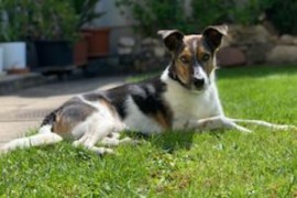 Hund9.2.23-300x200.jpg