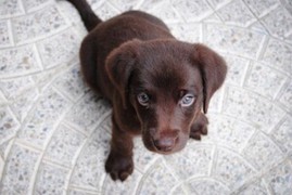 puppy labrador_300x200.jpg