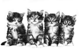 2021_Royal Canin Kitten Pawternity Webinar_300x200.png