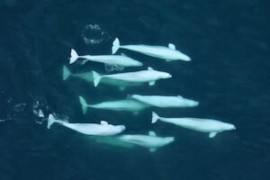 Cancer-Beluga-Whales_300x200.jpg