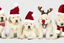 xmas dog 300x200.jpg