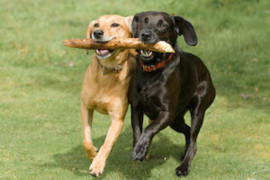 dogs-playing_300x200.jpg