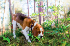 Borreliose beim Hund.png