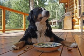 bernese-mountain-dog-300x200.jpg